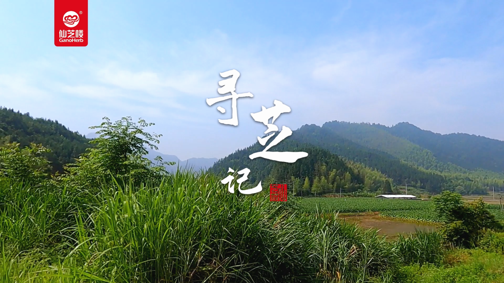 寻芝记-菌棒下地